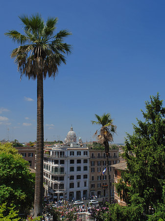 Palme an der Spanischen Treppe