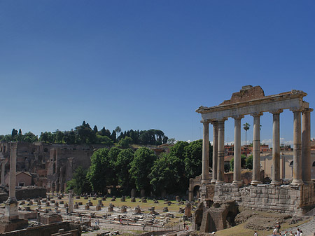 Rostra Foto 