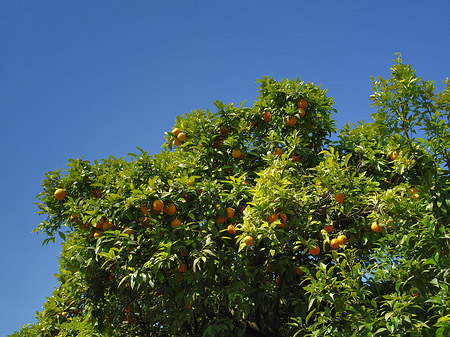 Bäume am Palatin Foto 