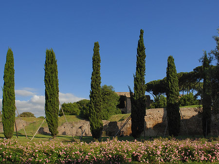 Bäume am Palatino Foto 