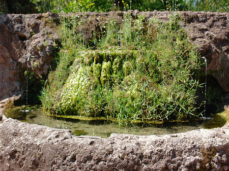 Brunnen am Palatin Fotos
